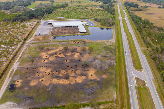Aerial view of feed yard with meat cows. Feeding of cattle on farm feedlot