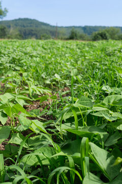 Huerta Asturiana con plantaci&oacute;n de fabes del cura. 