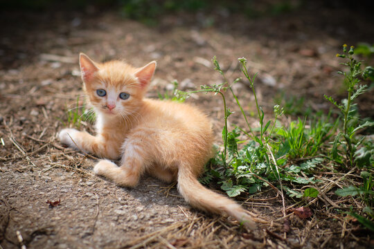 Peque&ntilde;o gato pardo atigrado. Gatito mirando a la c&aacute;mara