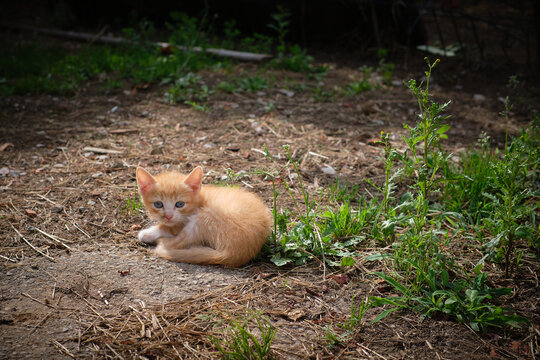 Peque&ntilde;o gato pardo atigrado. Gatito mirando a la c&aacute;mara