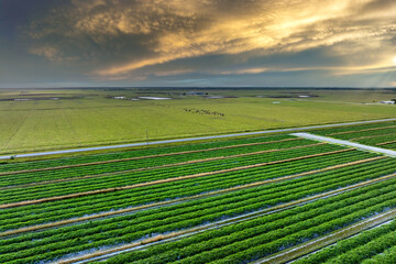 Fototapeta premium Farmland landscape in summer season with growing crops. Agricultural cultivated field. Farming and agriculture industry