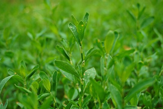 Close-up of fresh green common knotgrass (Polygonum aviculare) growing in the wild field