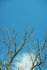 Obraz premium Striking silhouette of bare dead tree branches reaching towards a clear blue sky