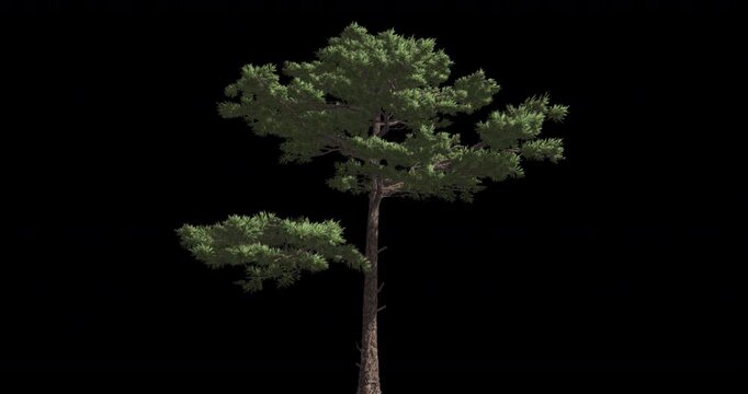 3d animated tree with alpha