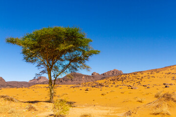 Naklejka premium Thorn umbrella or acacia (Acacia tortilis raddiana or Vachellia tortilis), a common desert deciduous tree. Tassili N’Ajjer National Park, Algeria,