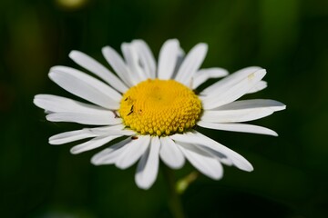 Fototapeta premium white daisy flower