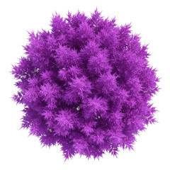 Fototapeta premium perfectly symmetrical, vibrant purple coniferous tree rendered as a stylized architectural plan element. orthographic top-down view on a transparent background. graphic design asset
