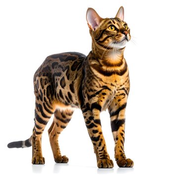 Bengal (Felis catus) Domestic Cat. Isolated on white 