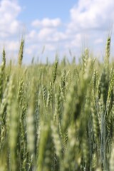 Fototapeta premium Wheat spikes growing in field outdoors, closeup. Space for text