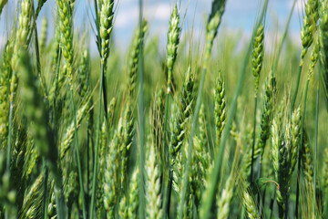 Fototapeta premium Wheat spikes growing in field outdoors, closeup