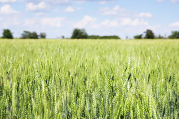 Fototapeta premium Wheat spikes growing in field outdoors, space for text
