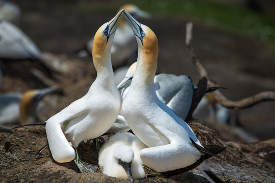 A pair of gannets appear to carry out a mating ritual with beaks touching to d=create and arch that protects their fledgling