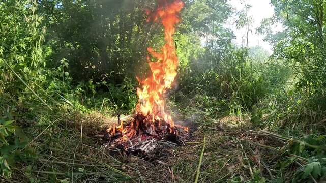 Burning wires in the forest, environmental pollution