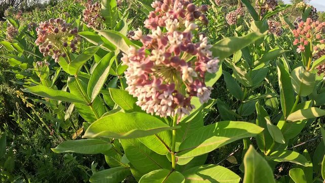 Camera Movement Showcase Honeybee on Asclepias Syriaca Blossom