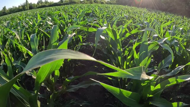 Green Corn Field at Sunset with Golden Sun Flare