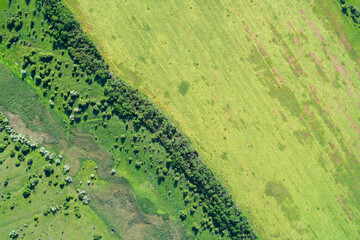 Diagonal forest strip separating green pastures agriculture vegetation index tracking drone shot © UrbanWitness