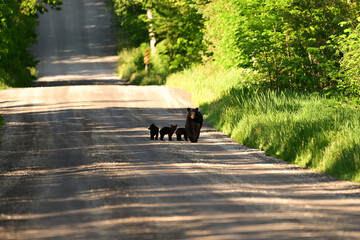 Mother Black bear with three cute baby bear cubs walking down a country road  © Carol Hamilton