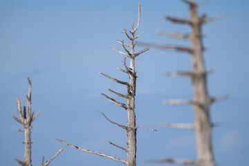 Obraz premium Dead tree in Todowara, Notsuke Peninsula, Hokkaido with shallow depth of field / 野付半島トドワラの立ち枯れの木とボケ表現