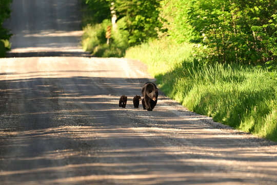 Mother Black bear with three cute baby bear cubs walking down a country road 