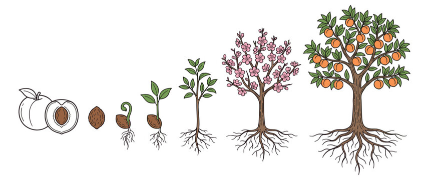 Life cycle of a peach tree, from seed to fruit, growth stages.