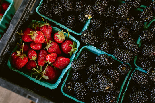 Farm-fresh boysenberries in light blue cardboard baskets with tiny strawberries, overhead view, soft daylight, farmers market abundance.