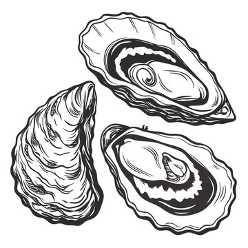 Vector illustration hand drawn oyster shells set, monochrome vector illustration of fresh seafood
