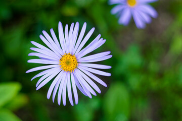 Fototapeta premium Lush green plants growing in a beautiful summer garden close up