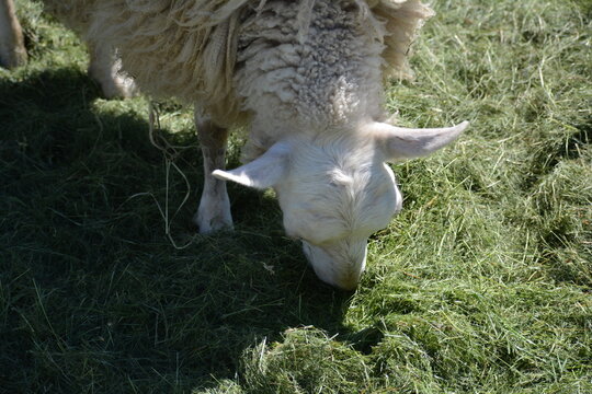 Sheep in Jungle Cat World Wildlife Park, On, Canada