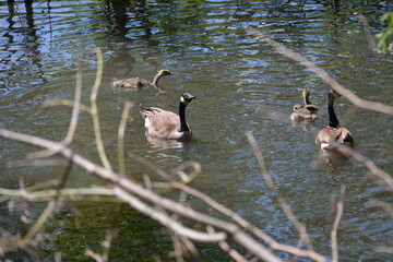 Canadian goose in Jungle Cat World Wildlife Park, On, Canada © Adrian Lazcano