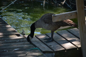 Canadian goose in Jungle Cat World Wildlife Park, On, Canada © Adrian Lazcano