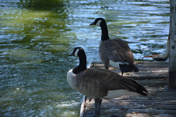 Canadian goose in Jungle Cat World Wildlife Park, On, Canada © Adrian Lazcano