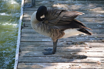 Canadian goose in Jungle Cat World Wildlife Park, On, Canada © Adrian Lazcano