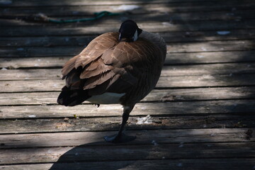 Canadian goose in Jungle Cat World Wildlife Park, On, Canada © Adrian Lazcano