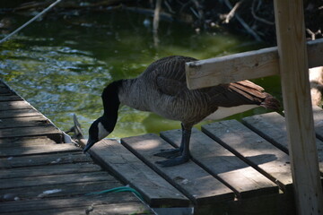 Canadian goose in Jungle Cat World Wildlife Park, On, Canada © Adrian Lazcano