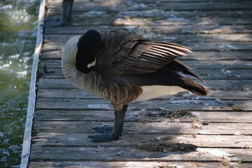 Canadian goose in Jungle Cat World Wildlife Park, On, Canada © Adrian Lazcano