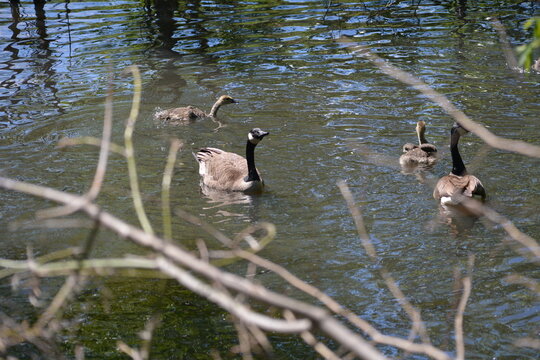 Canadian goose in Jungle Cat World Wildlife Park, On, Canada