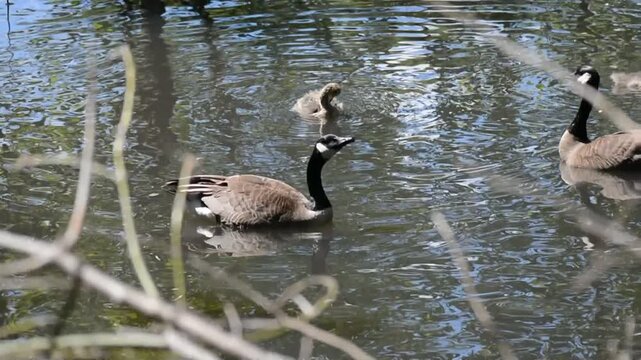 Canadian goose in Jungle Cat World Wildlife Park, On, Canada