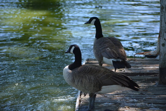 Canadian goose in Jungle Cat World Wildlife Park, On, Canada