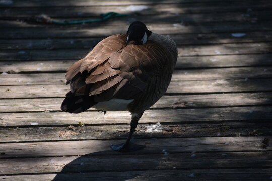 Canadian goose in Jungle Cat World Wildlife Park, On, Canada