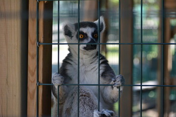 lemur in Jungle Cat World Wildlife Park, On, Canada © Adrian Lazcano