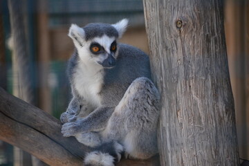 lemur in Jungle Cat World Wildlife Park, On, Canada © Adrian Lazcano