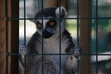 lemur in Jungle Cat World Wildlife Park, On, Canada © Adrian Lazcano