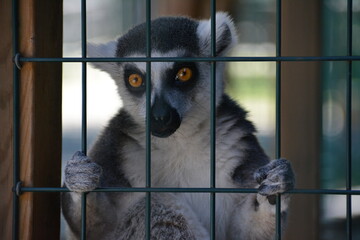 lemur in Jungle Cat World Wildlife Park, On, Canada © Adrian Lazcano