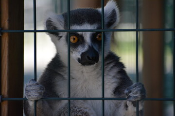 lemur in Jungle Cat World Wildlife Park, On, Canada © Adrian Lazcano
