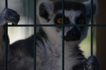 lemur in Jungle Cat World Wildlife Park, On, Canada © Adrian Lazcano