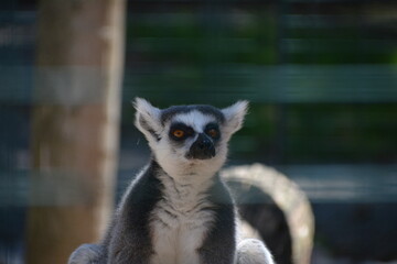 lemur in Jungle Cat World Wildlife Park, On, Canada © Adrian Lazcano