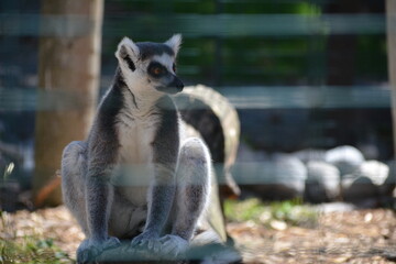 lemur in Jungle Cat World Wildlife Park, On, Canada © Adrian Lazcano