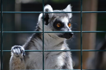 lemur in Jungle Cat World Wildlife Park, On, Canada © Adrian Lazcano