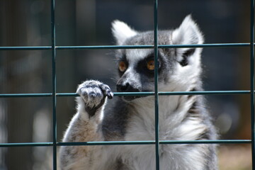 lemur in Jungle Cat World Wildlife Park, On, Canada © Adrian Lazcano