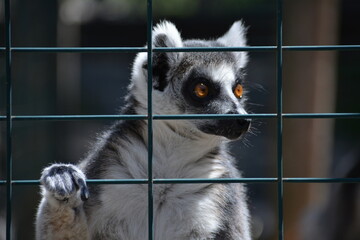 lemur in Jungle Cat World Wildlife Park, On, Canada © Adrian Lazcano